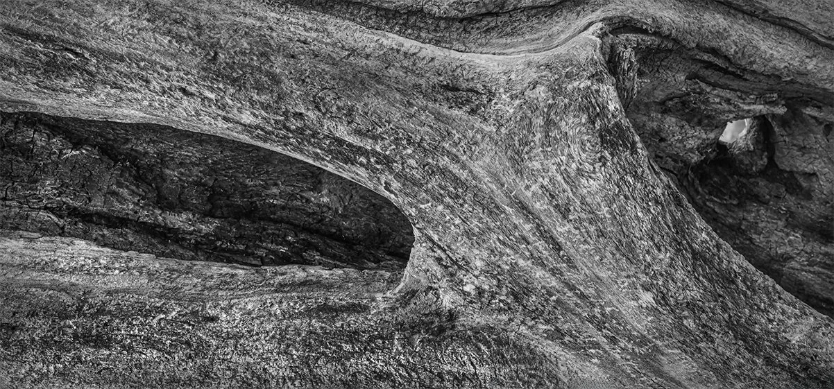 Hollow Tree Detail II, Shale Hollow Metro Park, Ohio