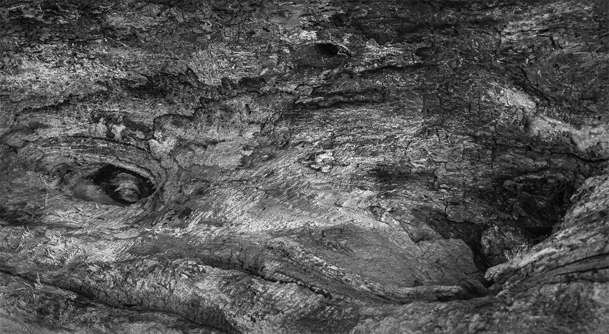Hollow Tree Interior Detail, Shale Hollow Metro Park, Ohio
