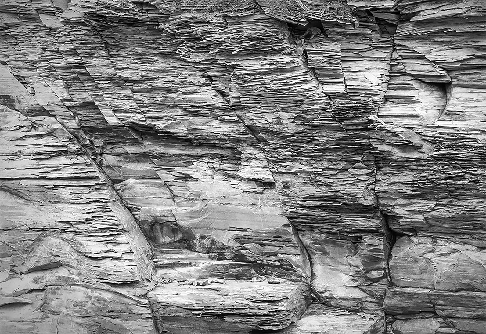 Ohio Shale Detail, Leaves, Overbrook Ravine Park, Columbus, Ohio
