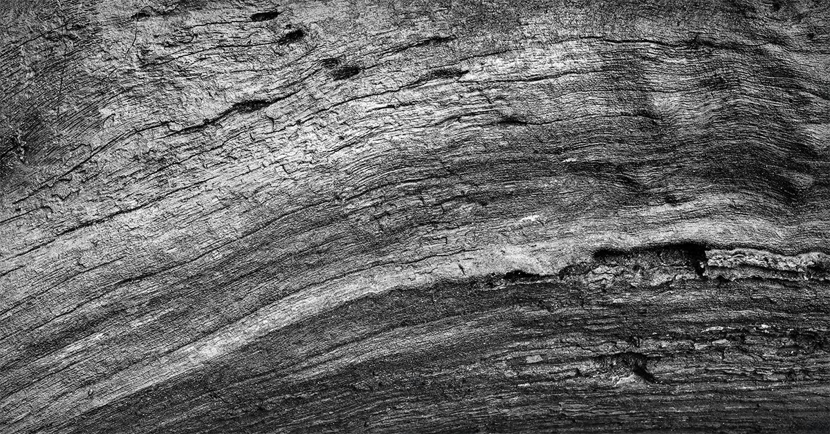Deadwood Detail, Honeycomb Rocks at Arc of Appalachia Nature Preserve, Ohio