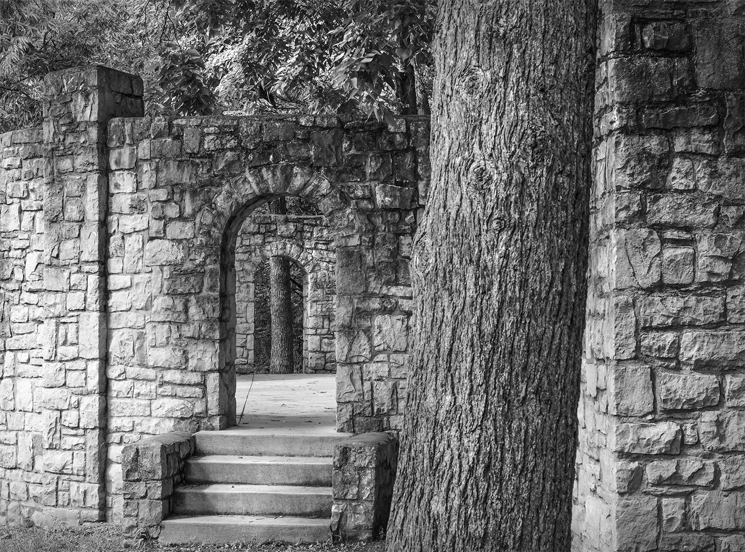 Pine Tree, Stone Amphitheater, Griggs Reservoir Park, Columbus, Ohio