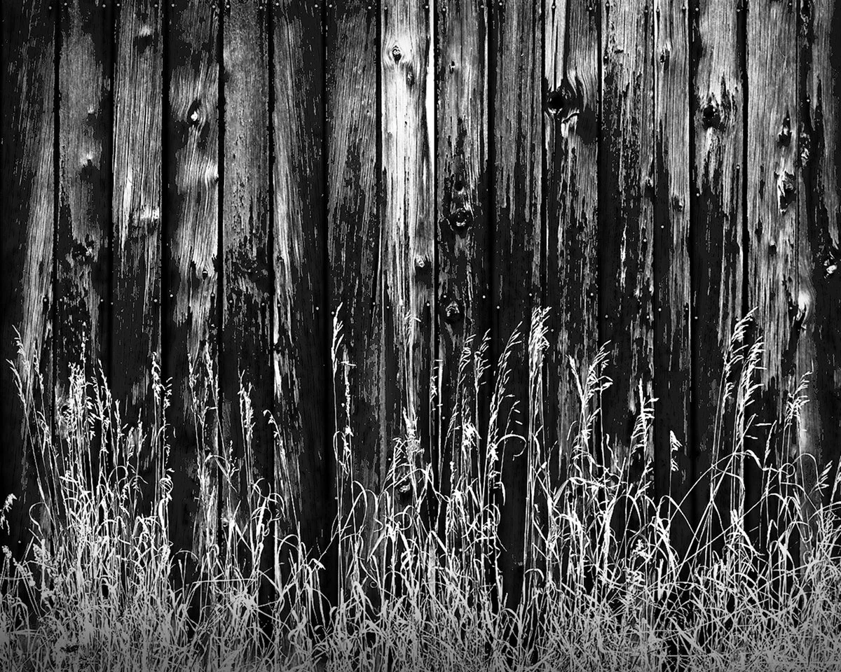 Tall Grasses, Weathered Barn Wall, Big Sky, Montana