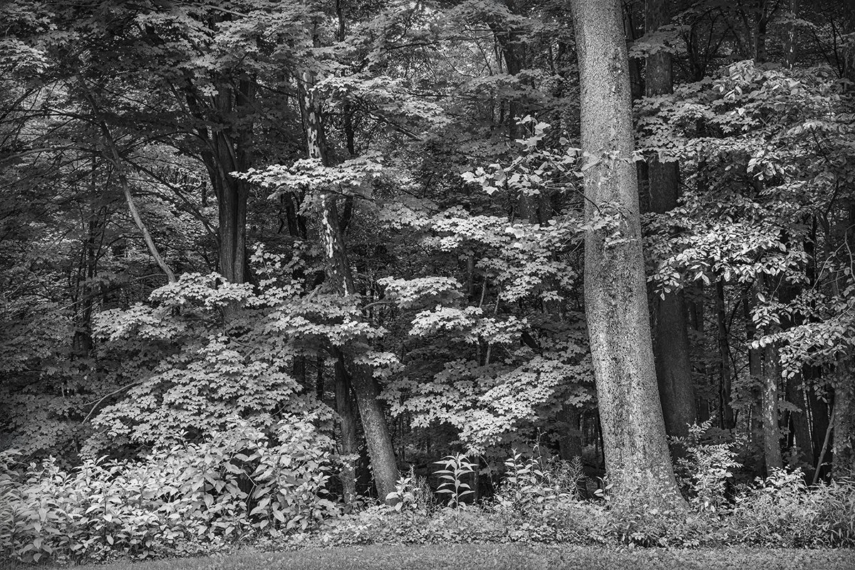 Tree Line, Foliage, Deep Lock Quarry Metro Park, Ohio