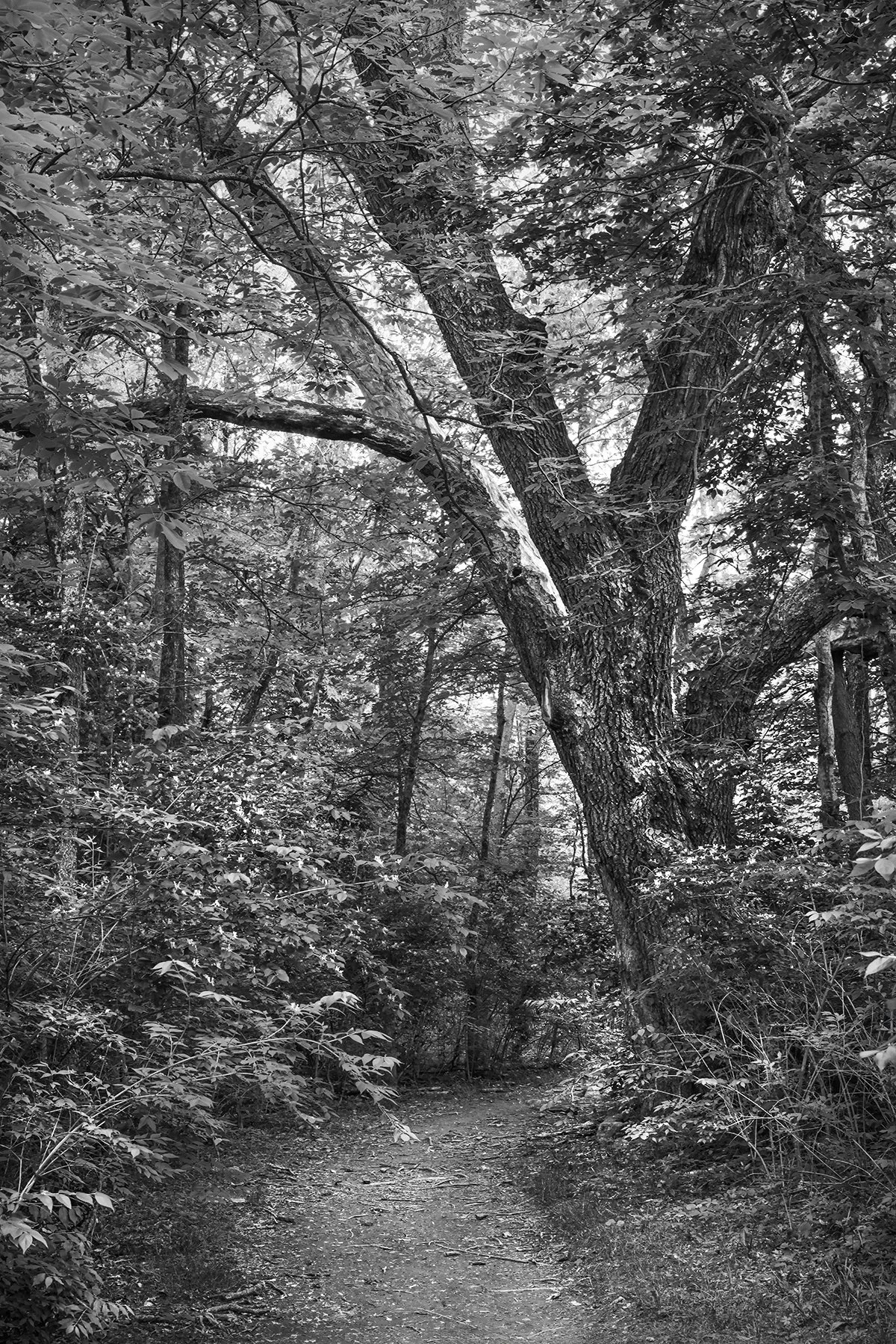 Hickory Tree, Coneflower Trail, Prairie Oaks Metro Park, Ohio