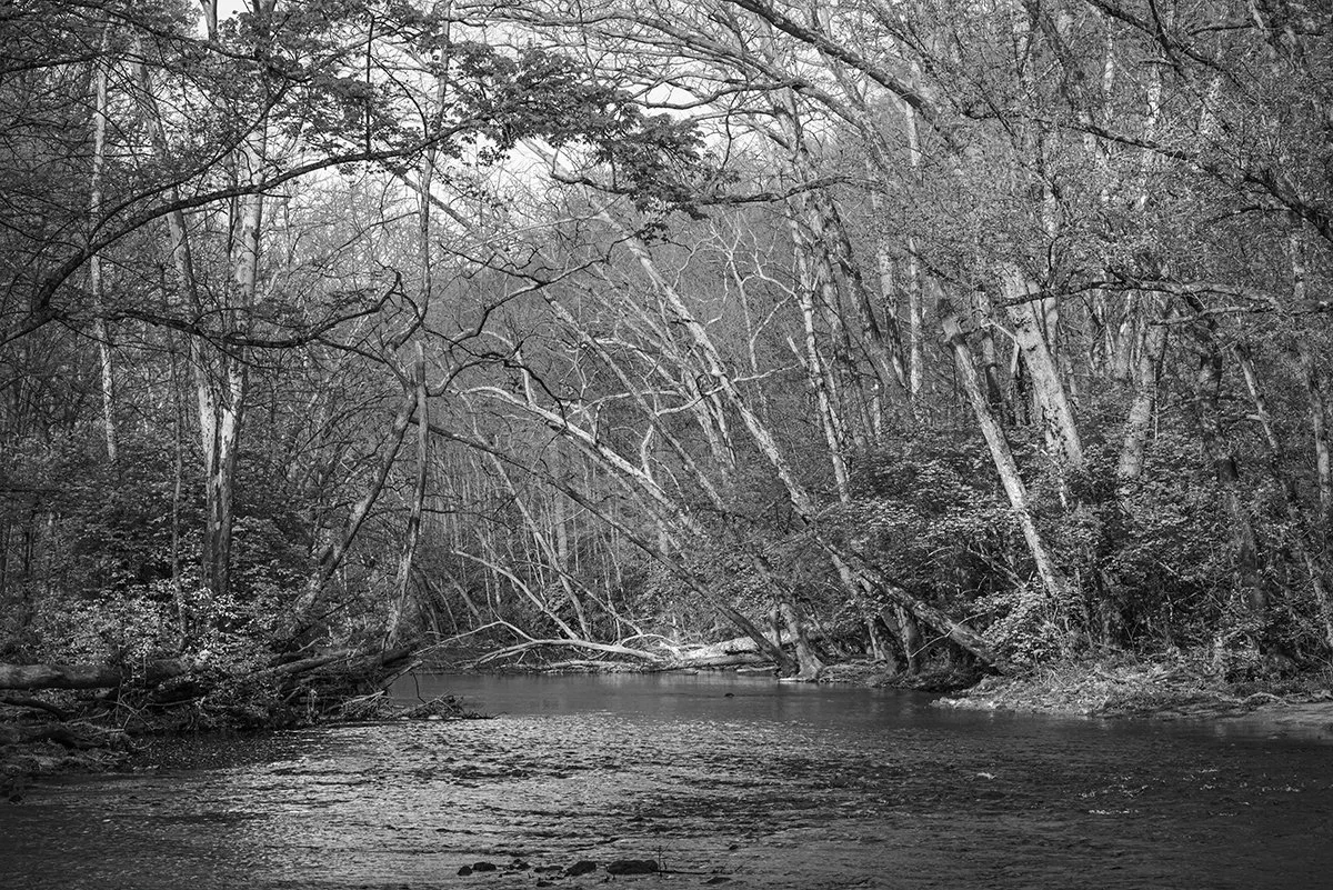Little Miami River, Sycamore Trees, John Bryant S.P., Ohio