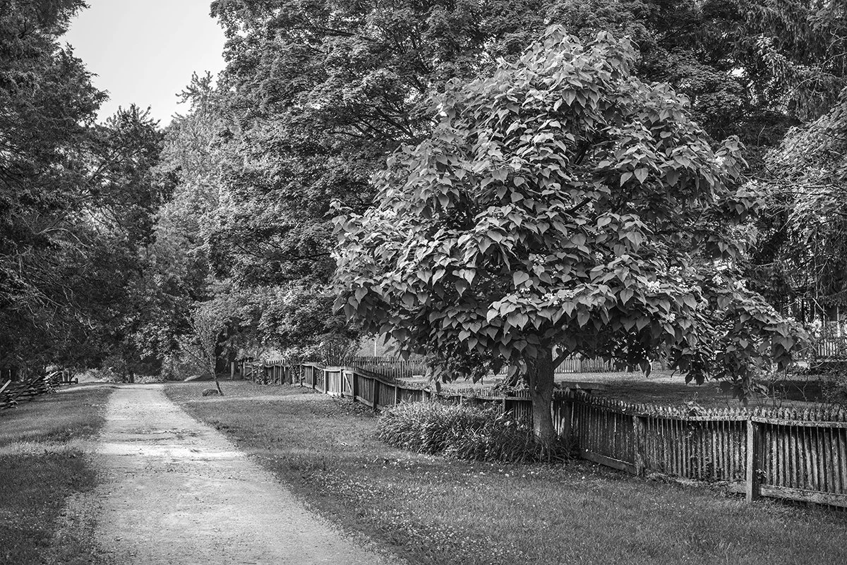 Northern Catalpa Tree, Wood Fence, Trail, Carriage Hill Metropark, Ohio