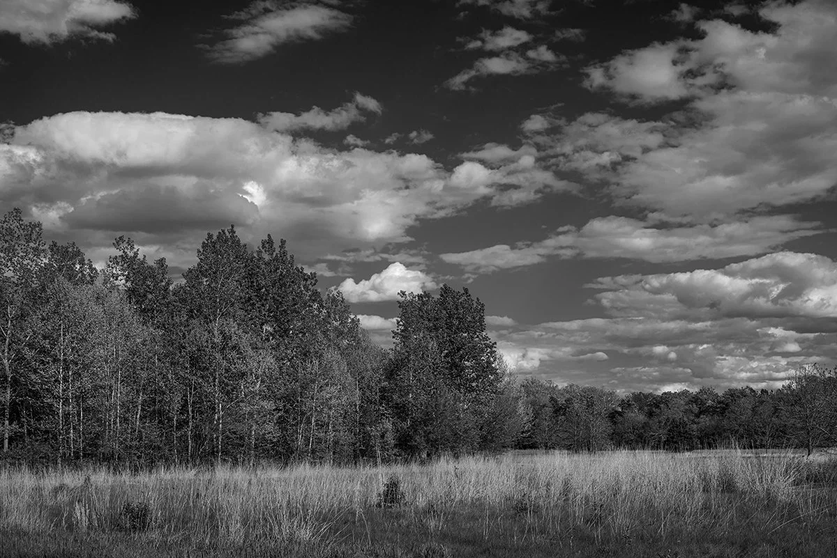 Prairie Grasses, Darby Creek Greenway Trail, Prairie Oaks Metro Park, Ohio