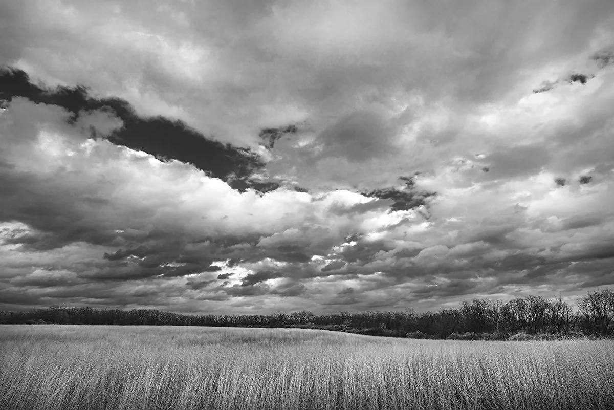 Prairie Grasses, Prairie Oaks Metro Park, Ohio