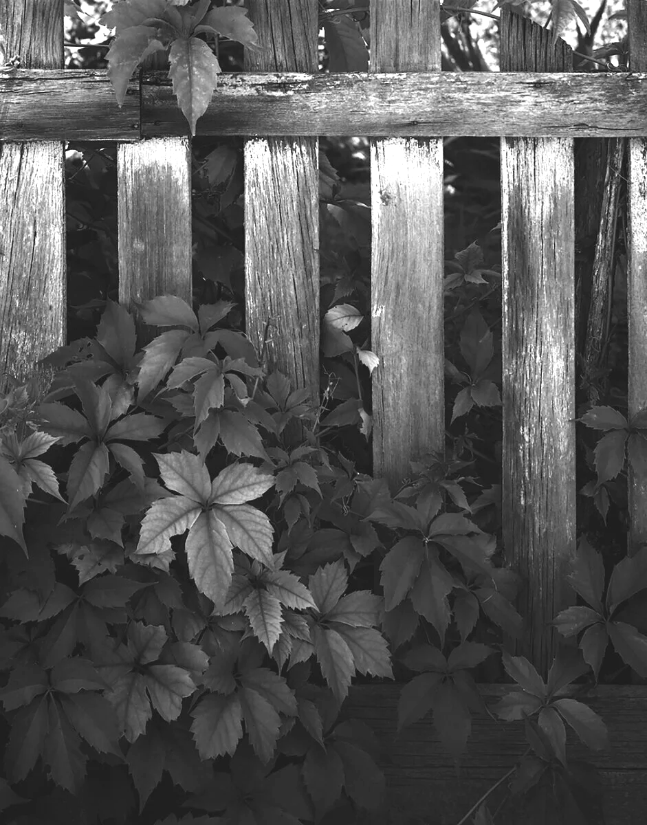 Fence & Foliage, Springdale, Utah