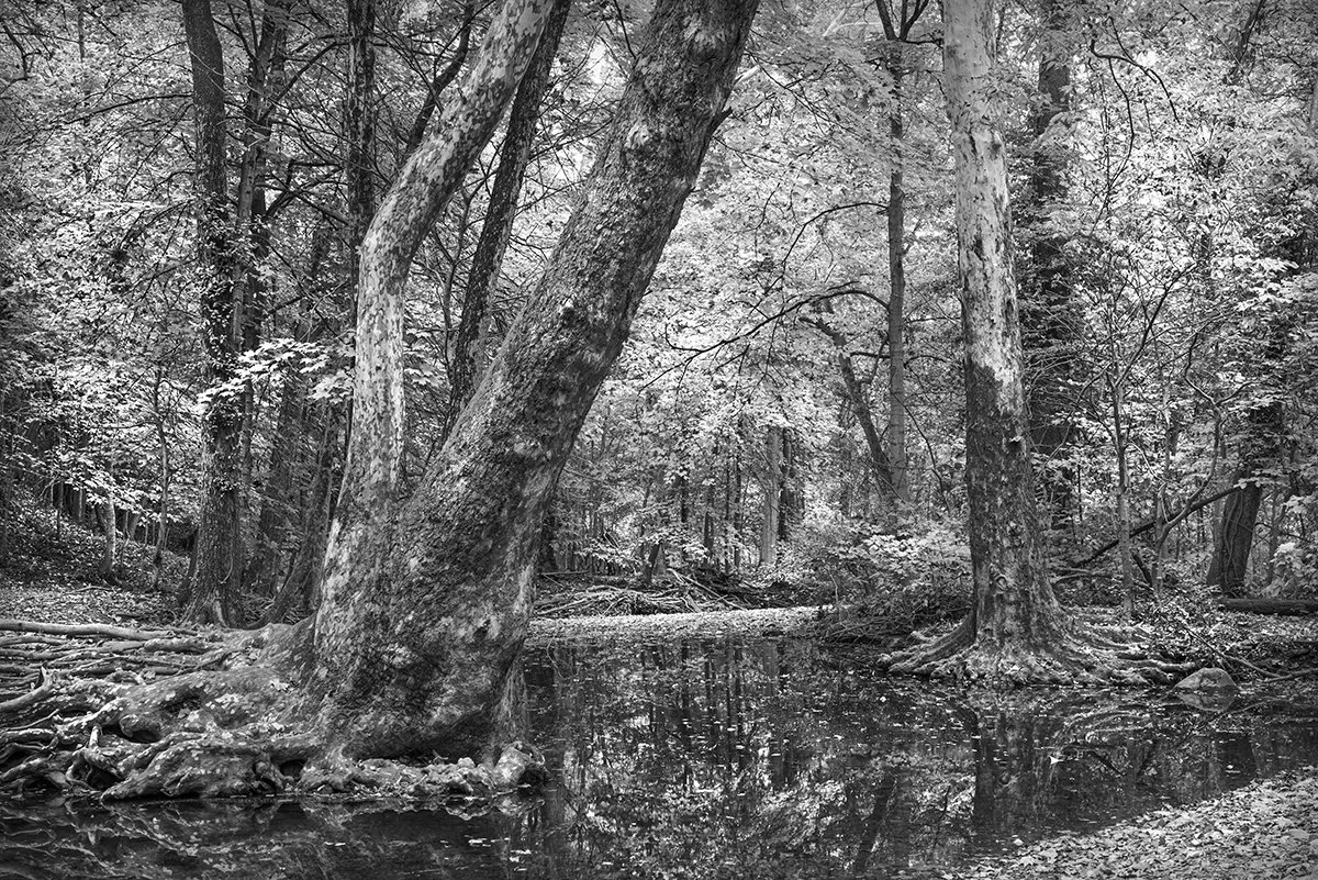 Adena Brook, Sycamore Trees, Fall Foliage, Columbus, Ohio