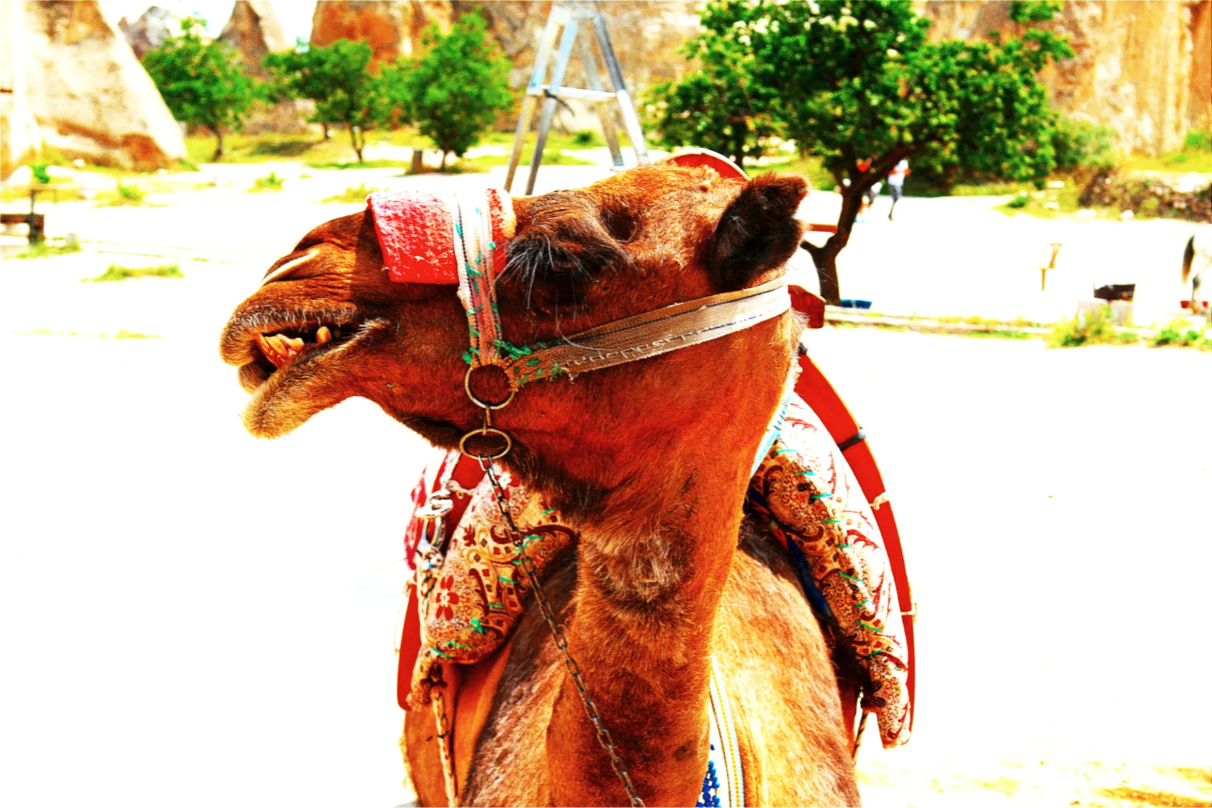 the Good, the Bad, and Beautiful