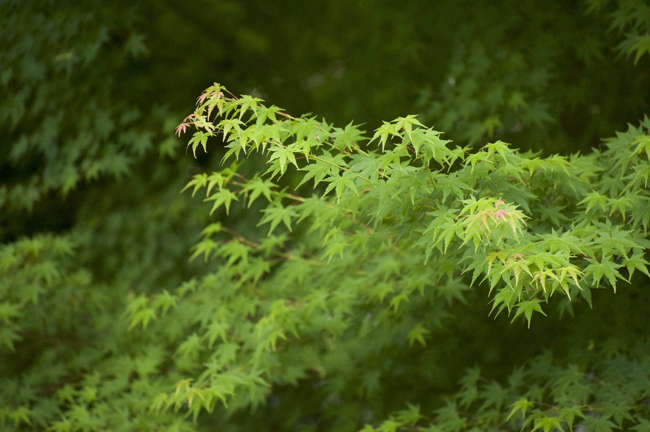 CARLPHOTO.COM-NATURE-LANDSCAPE-TREES-LEAVES-1.jpeg