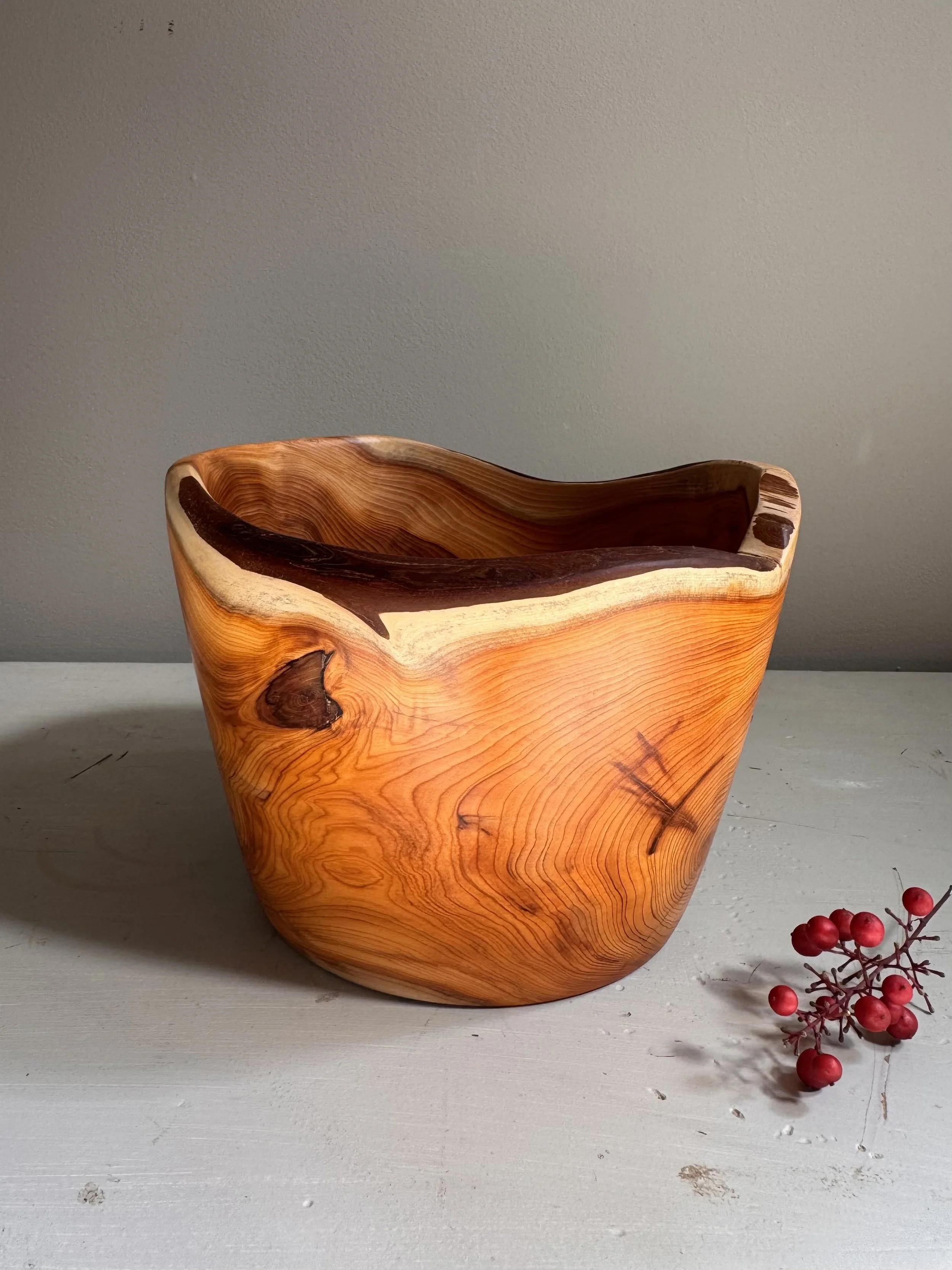 Siebold (Japanese Yew from Tyler Arboretum), $124