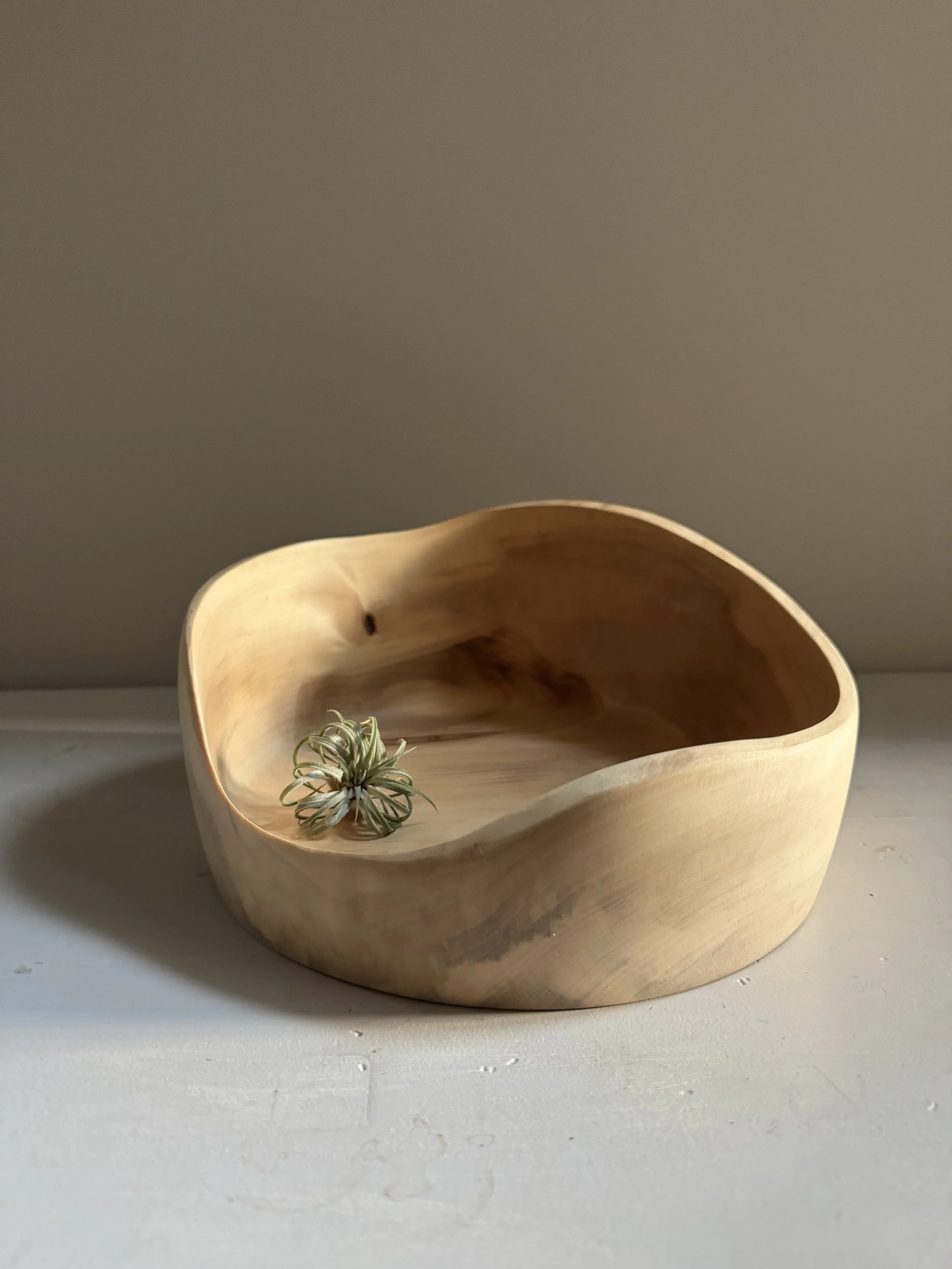 Poplar Bowl from Tyler Arboretum