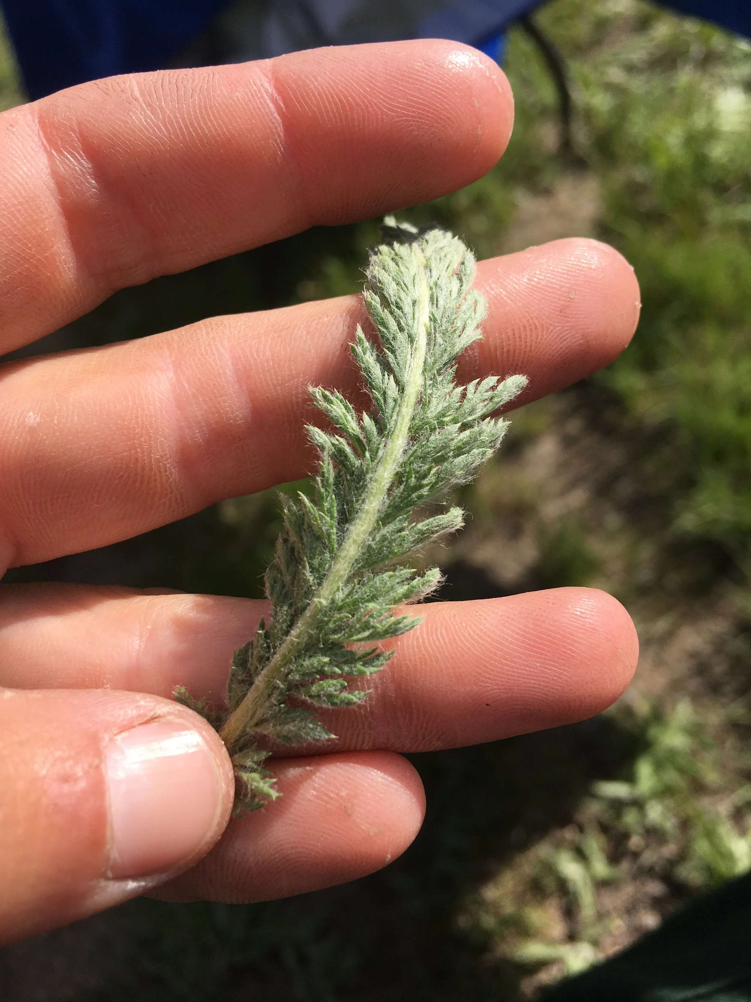 Nature-based storytelling and writing workshops with Kelly Ramsey