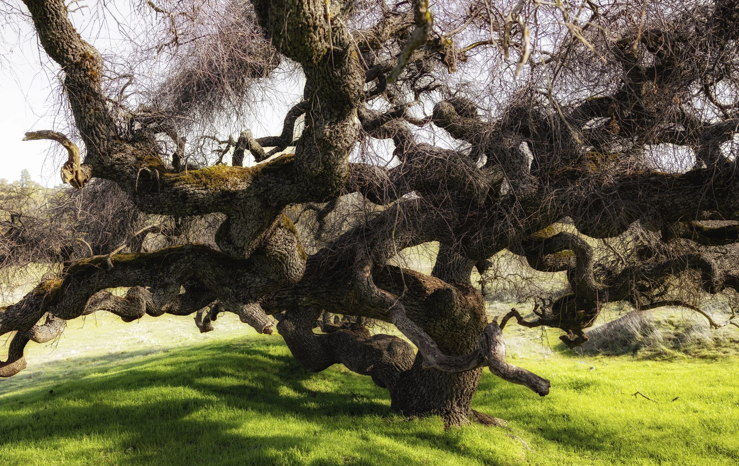 Susan Conner_Guardian.jpg