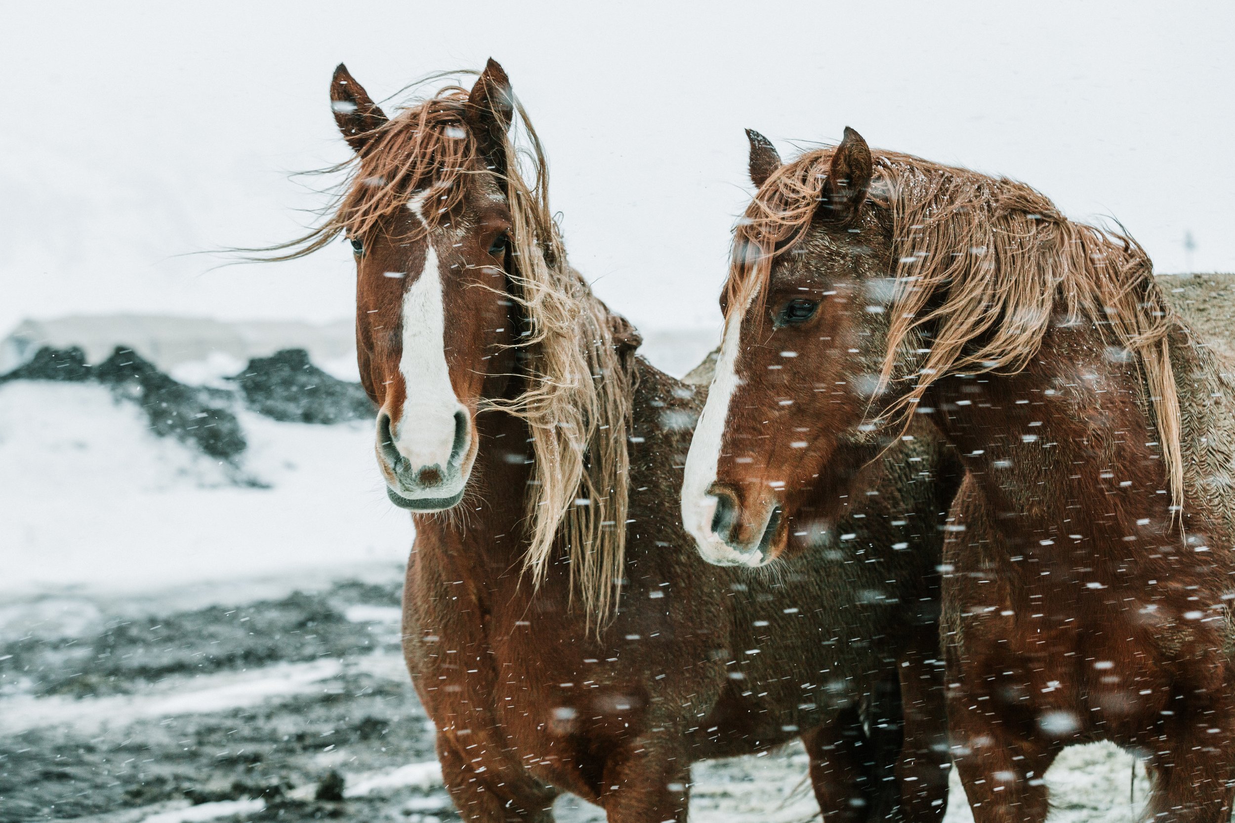 Tomahawk and Cruise.jpg