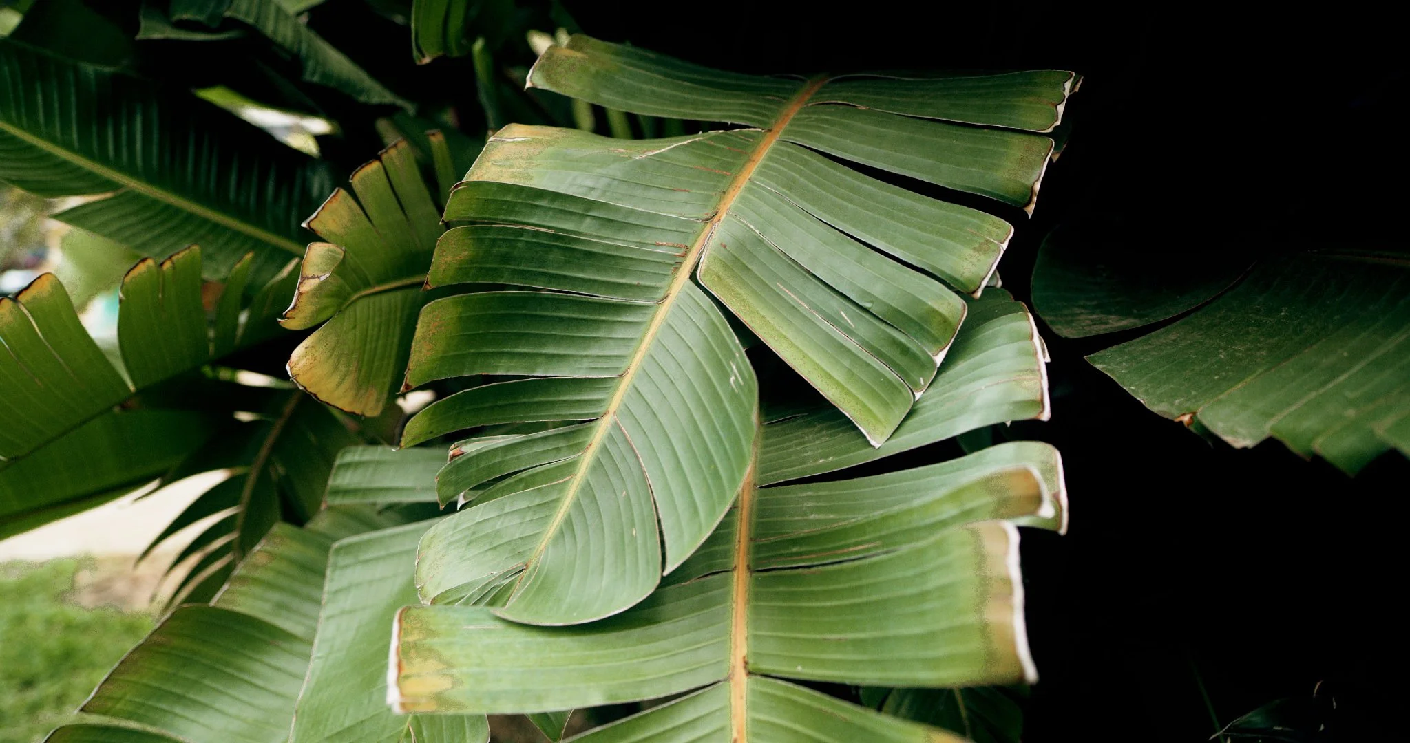 cut 2.00_00_00_00.Still001.jpg