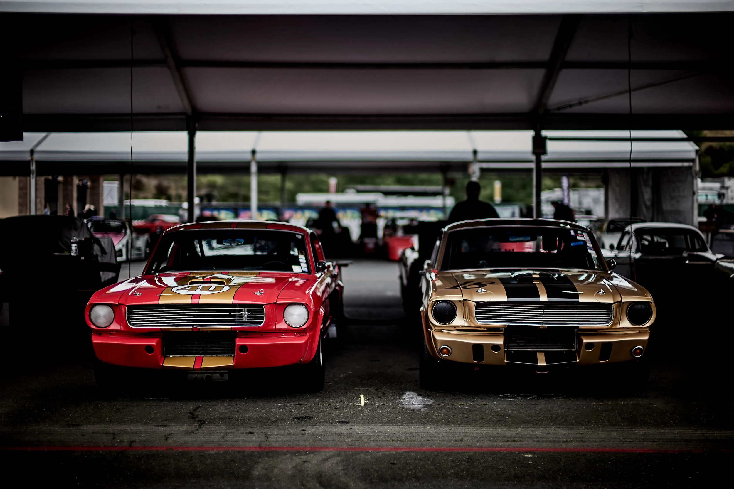 078_SSF_ALVIN_Paddock 11.jpg