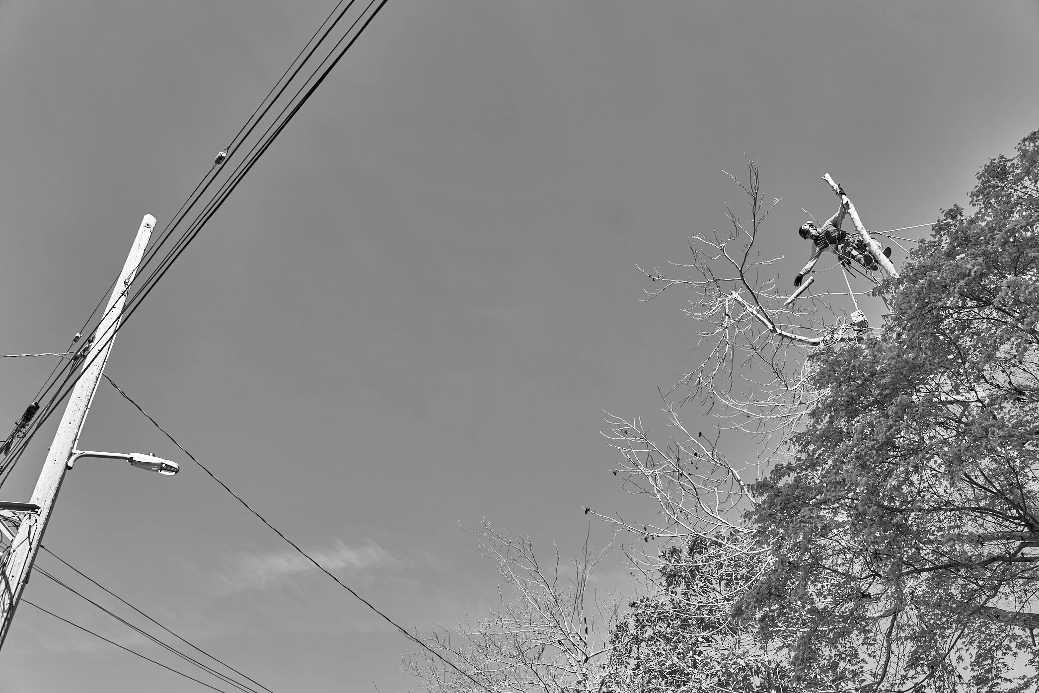 TreeAmigos_LoRes 4.jpg