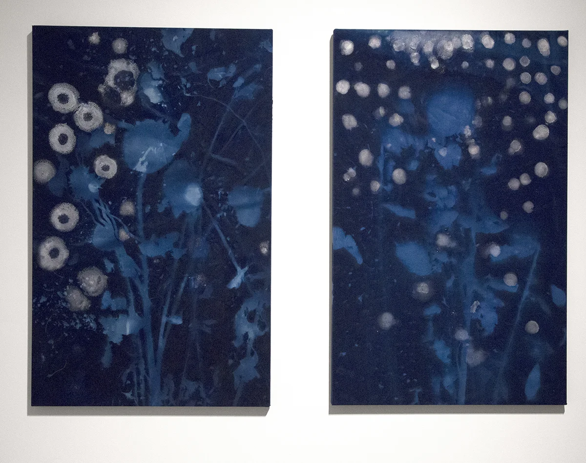 Sunflower Spores& Sunflower Stars , 48” x 30” each, salt crystals and cyanotype on stretched muslin (2015)