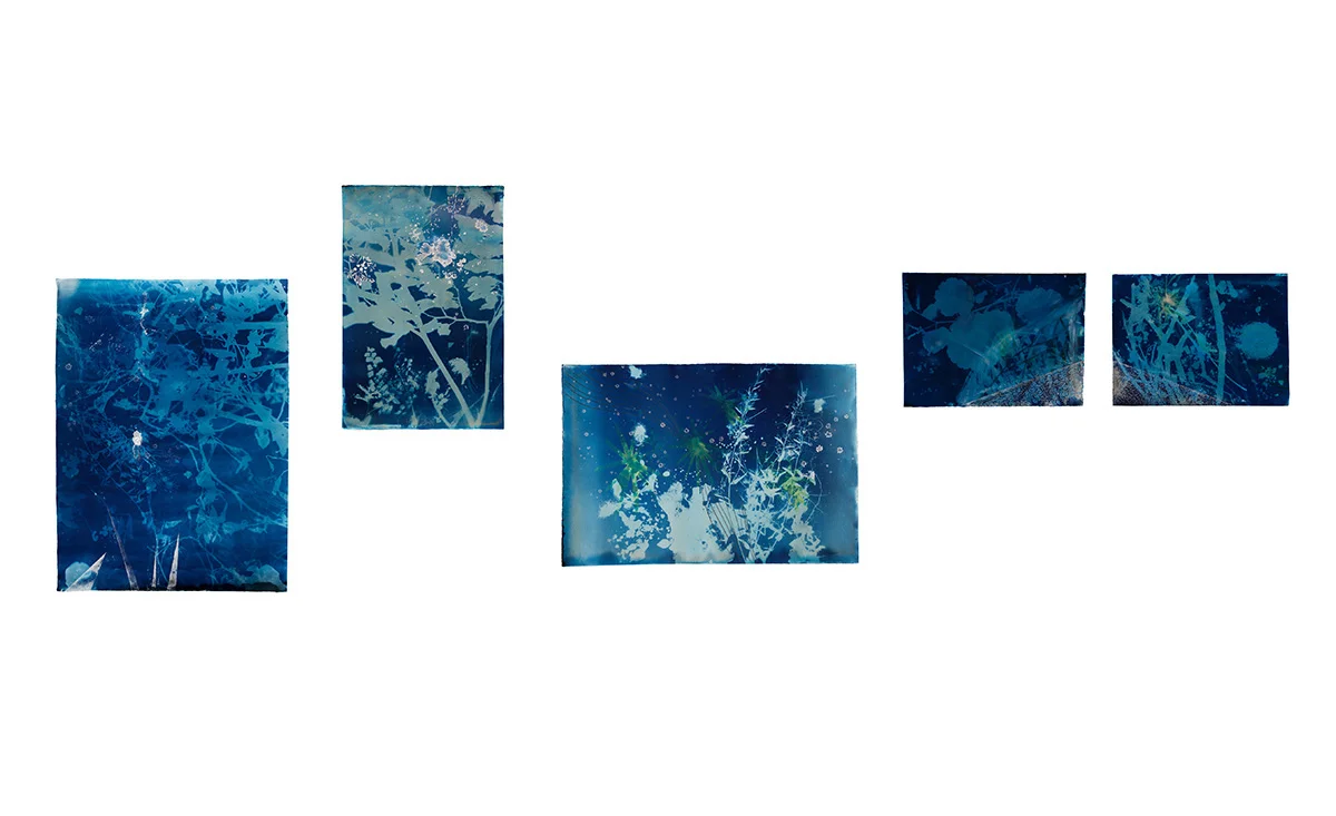 Arroyo Secco , cyanotypes, watercolor, graphic, salt crystals on paper (2009-2010)