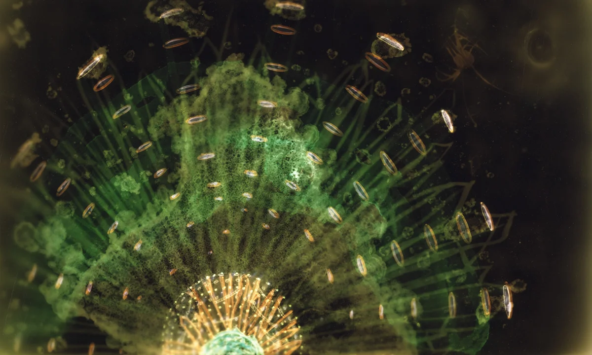 Halite Frequencies , 8” x 12", c-print (2008)