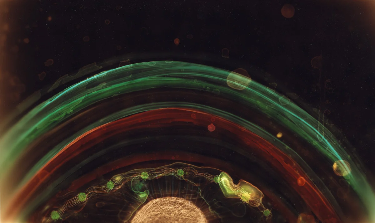 Neblonic Rings , 8” x 12", c-print (2008)