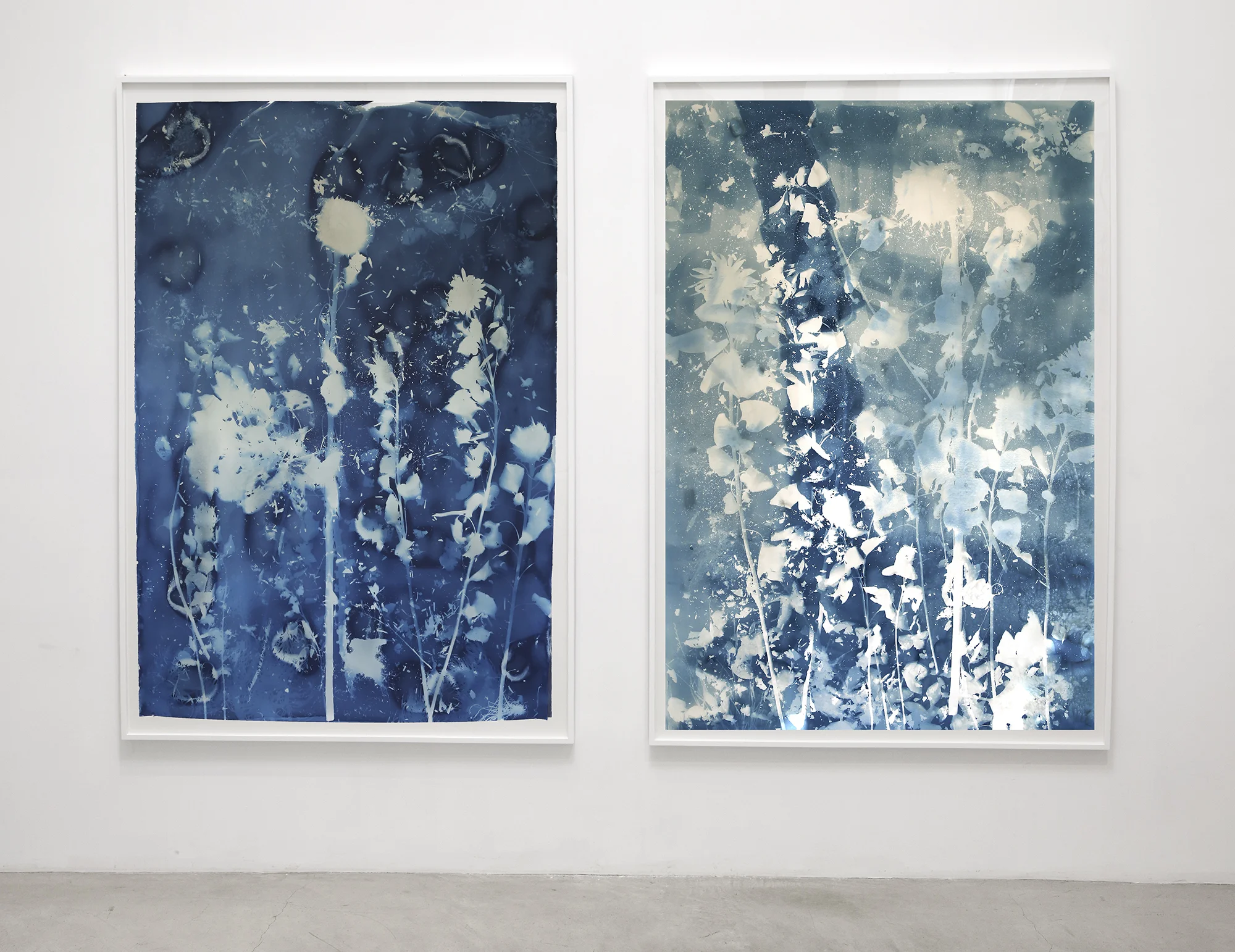 Stars and Constellations III,IV (sunflowers) , 80” x 54" each, cyanotype on watercolor paper (2015)