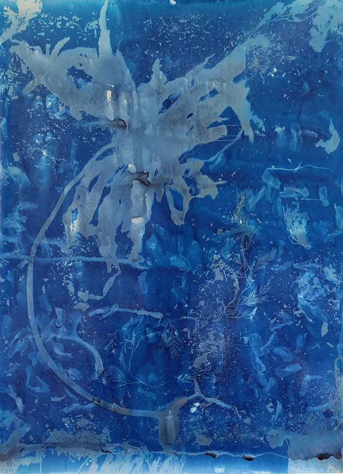 Seaweeds, Sea Kelp , Velella velella , 50 “ x 38” x 1.75”, salt crystals and cyanotype on unprocessed color photo paper (2014)