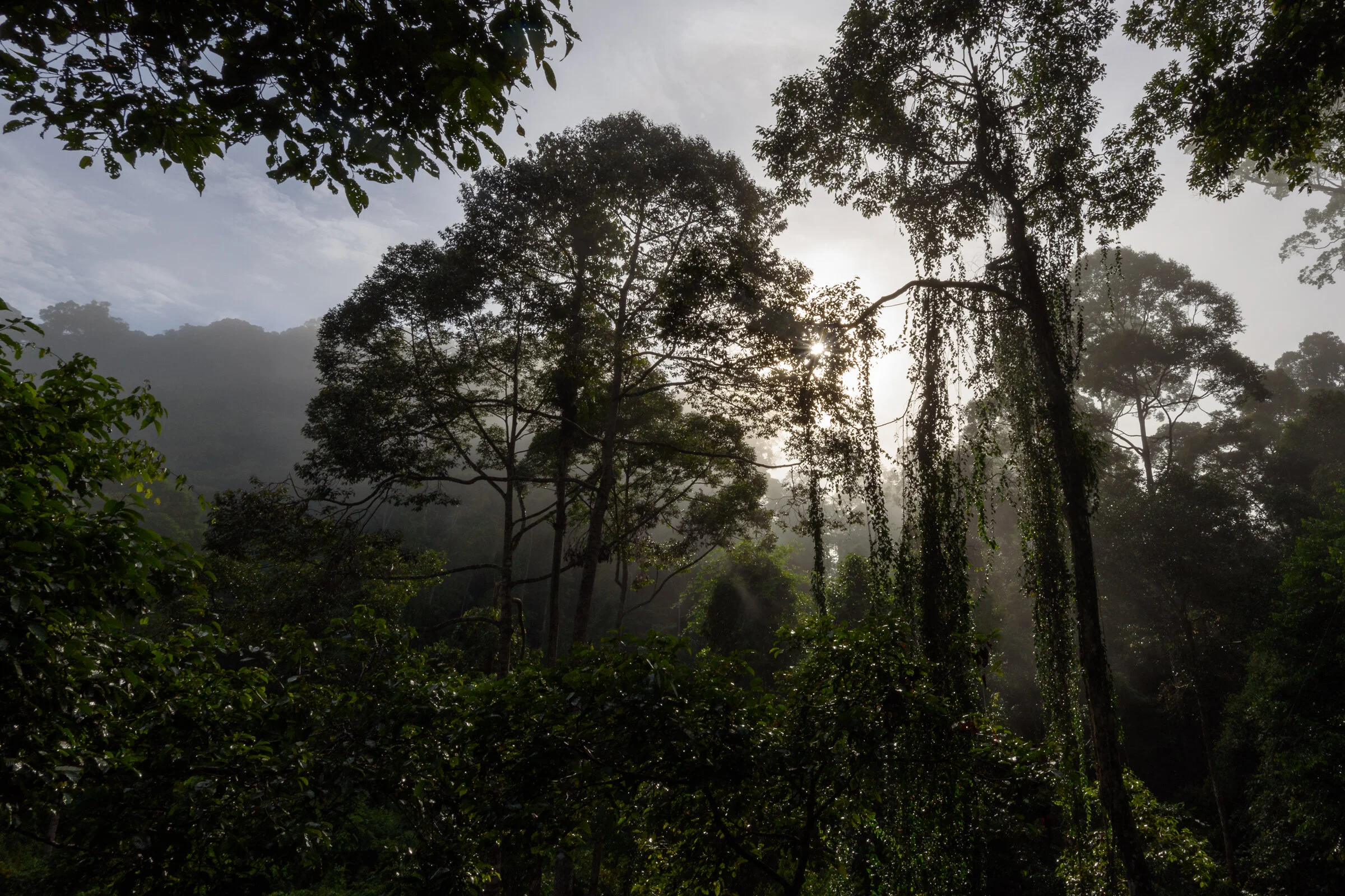 2018_1006_Borneo_0035.jpg