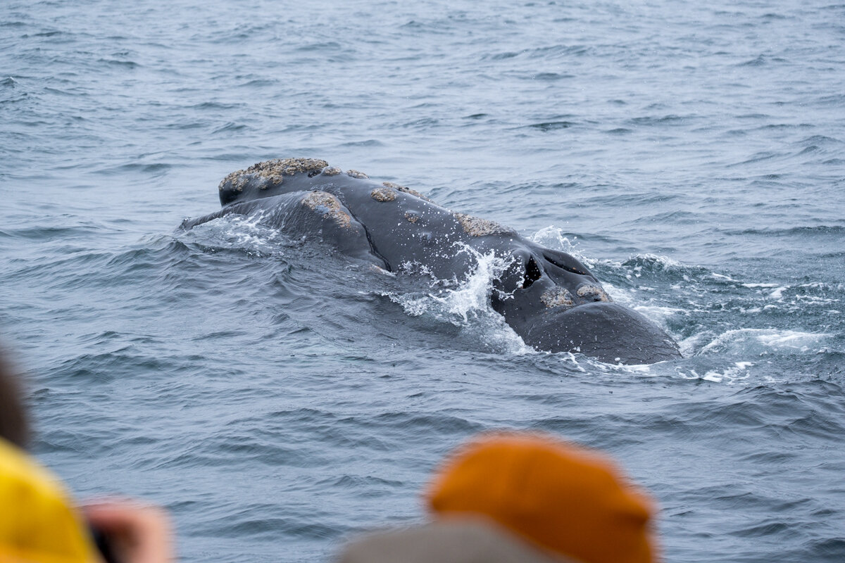 DSCF6784.jpg