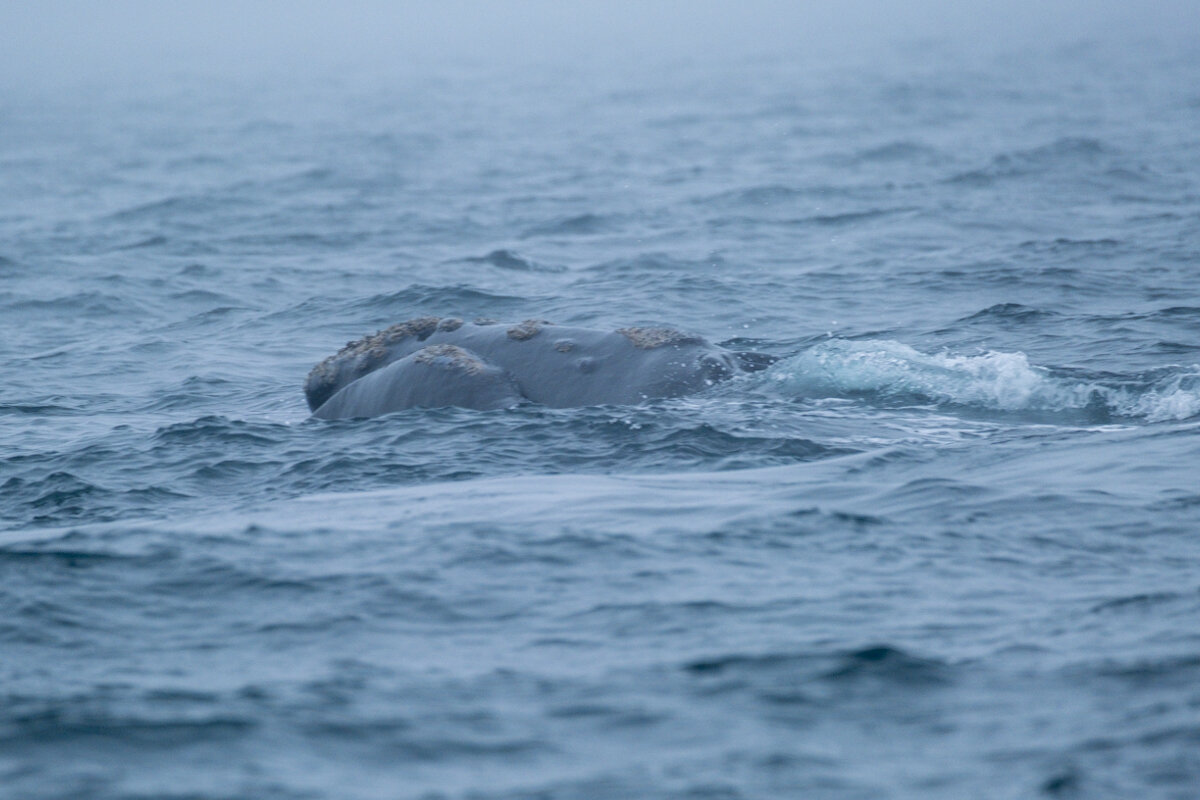 DSCF6631.jpg