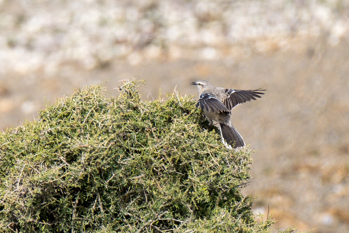 DSCF7310.jpg