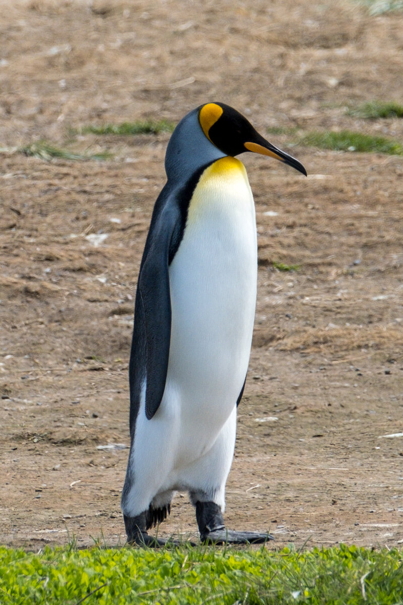 DSCF8506.jpg