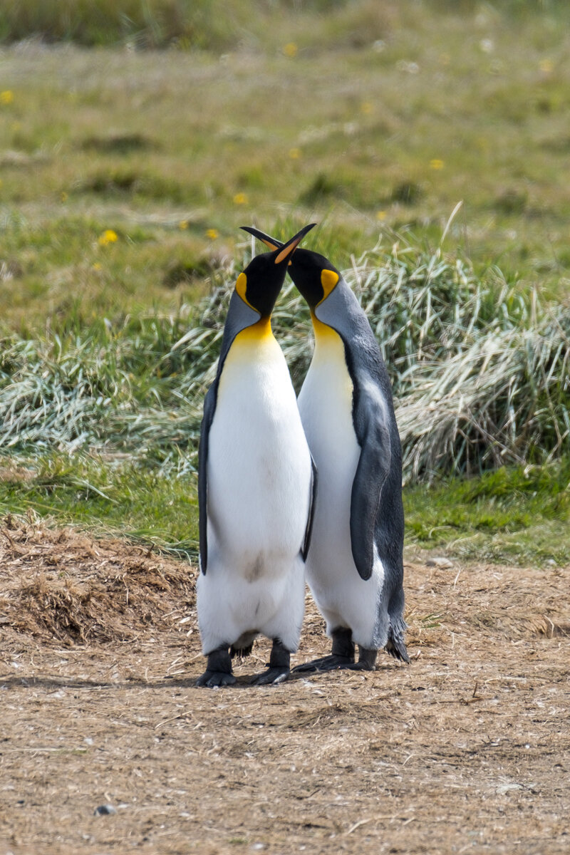 DSCF8705.jpg