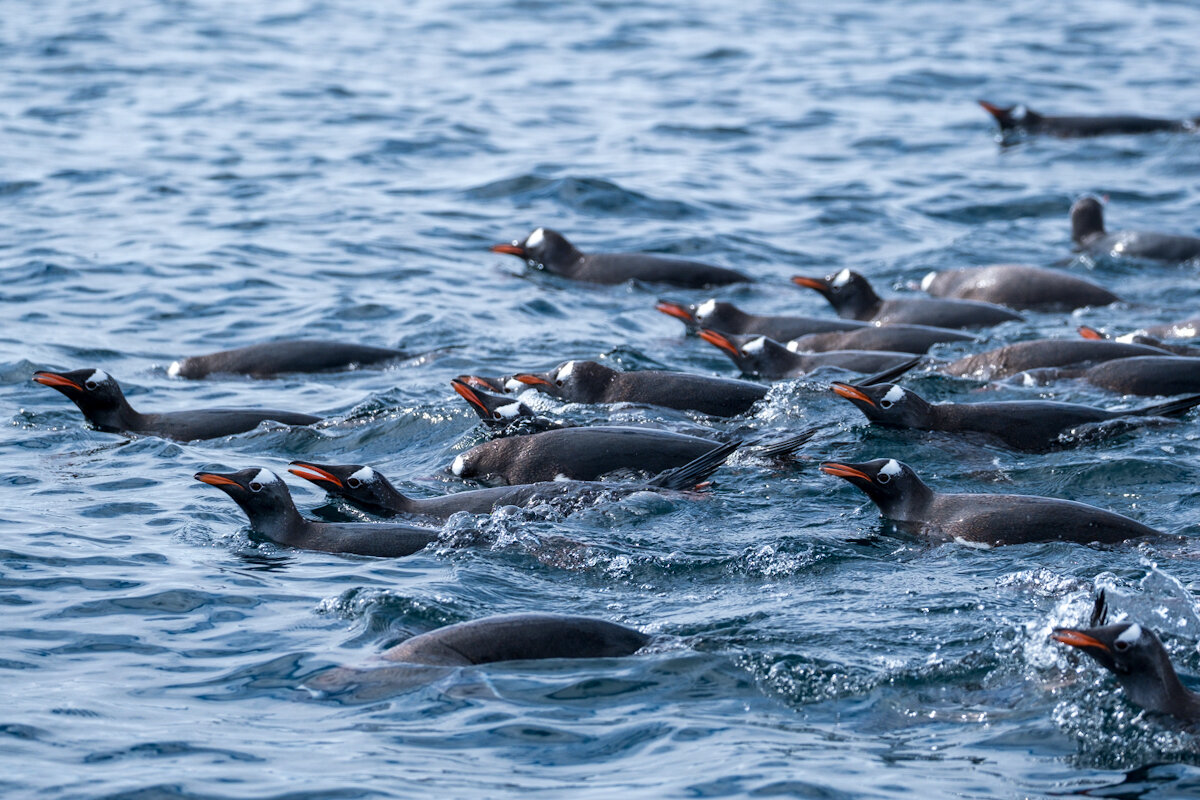 Gentoo preening en masse in a stream of fresh meltwater. 