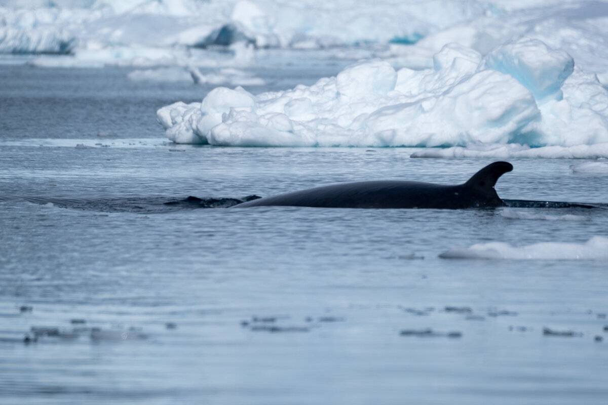 Minke Whale