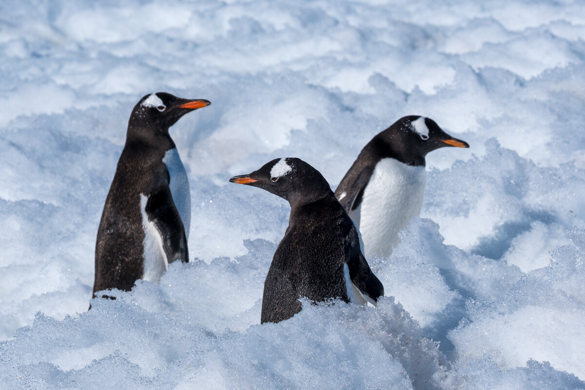 Gentoo Penguins