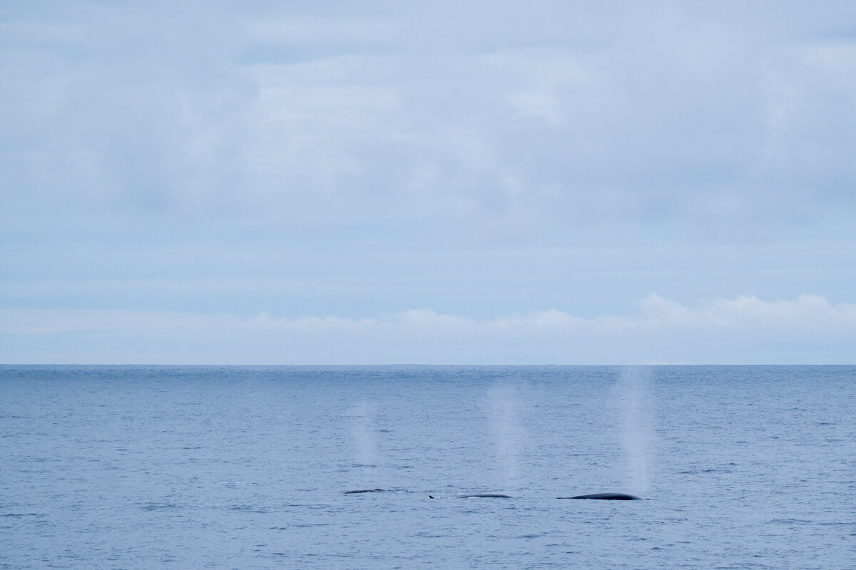 Sei Whales surfacing. 