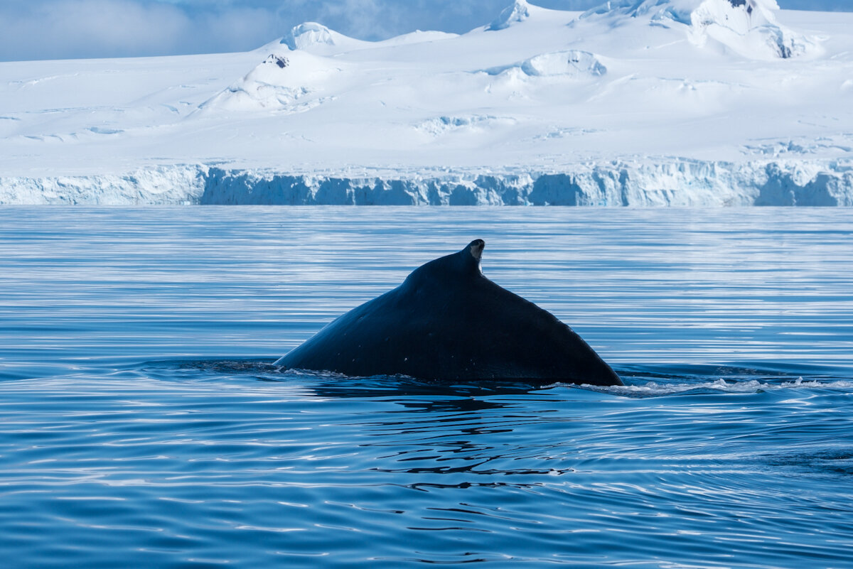 Humpback Whale 