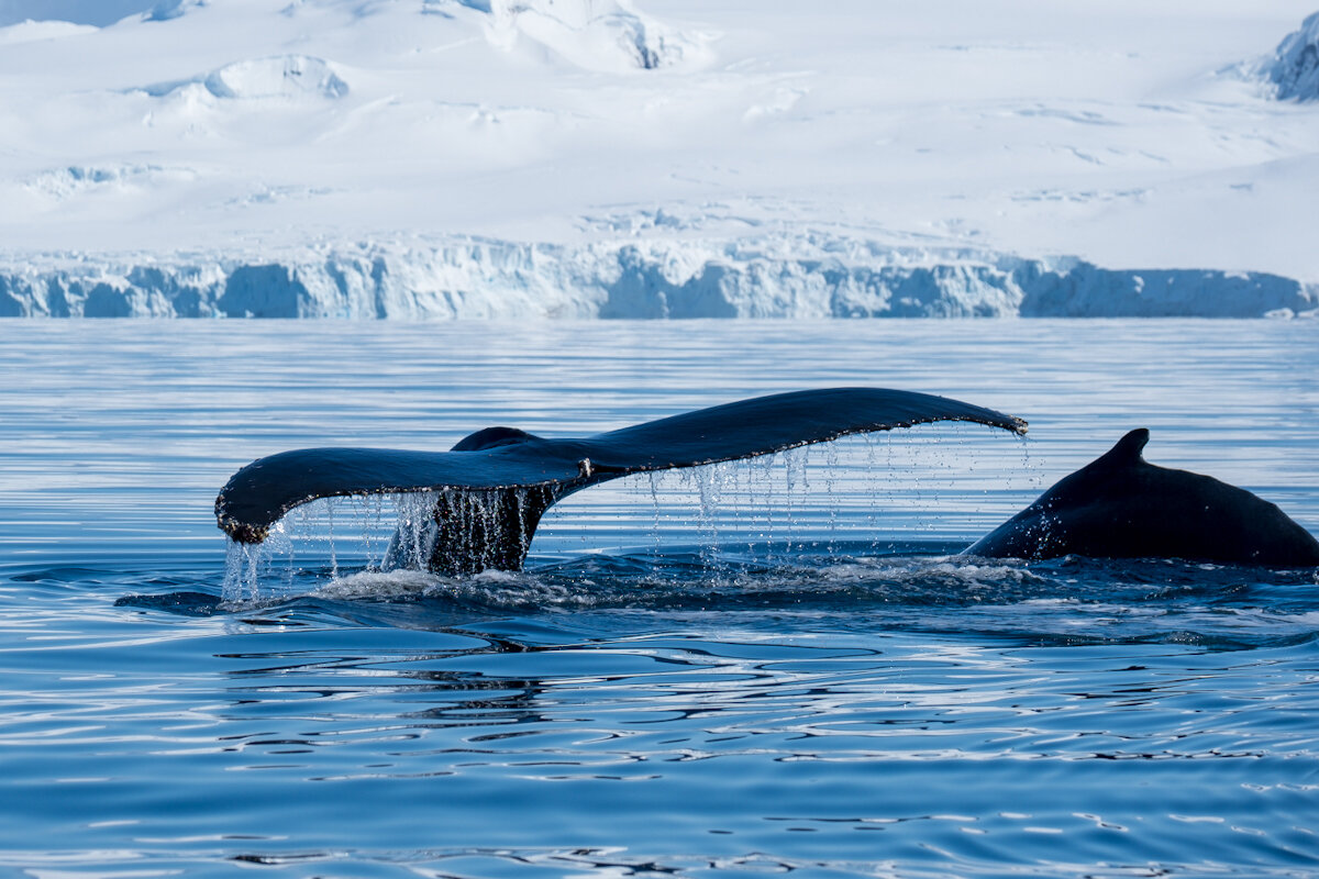 Humpback with calf diving together. 