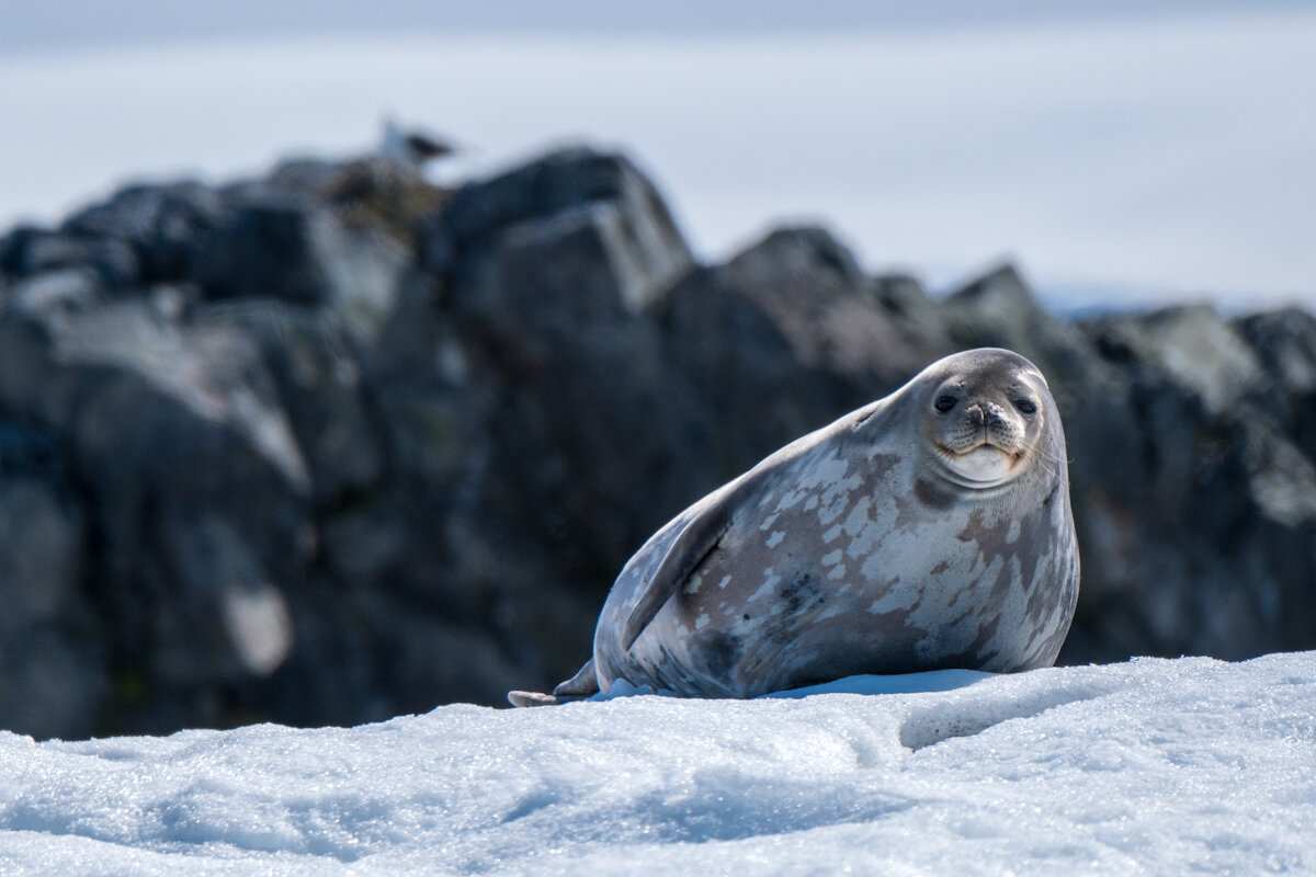 Weddell Seal