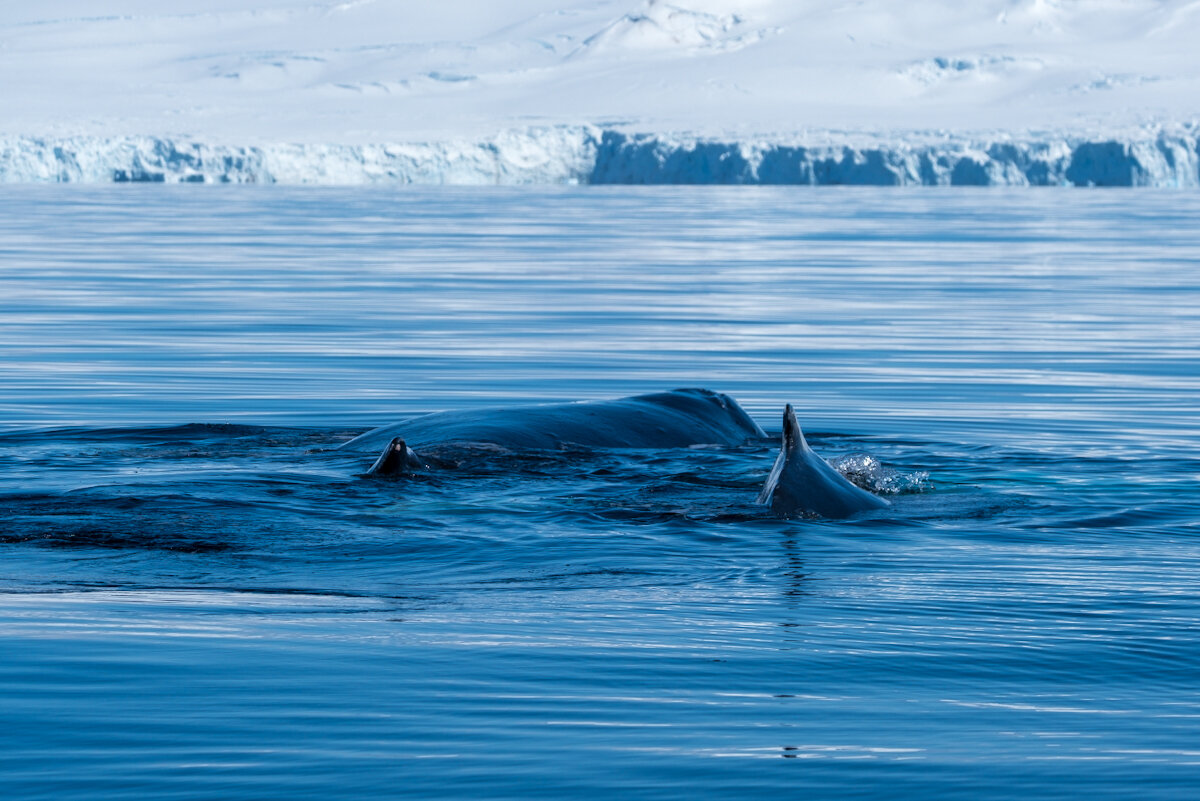 Humpback and calf. 