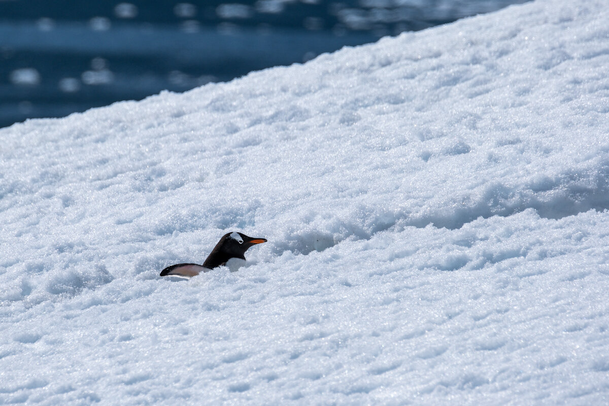 Gentoo Penguin