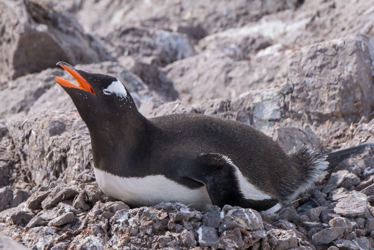 Gentoo Penguin