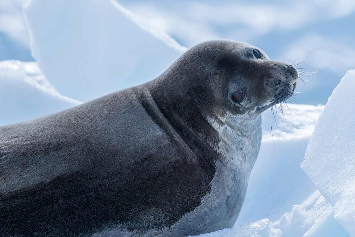 Weddell Seal