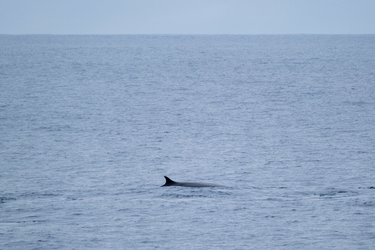 Fin Whale