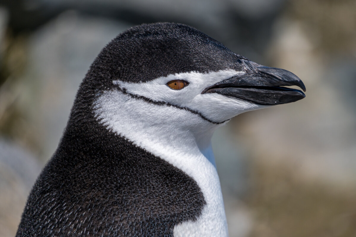 Chinstrap Penguin