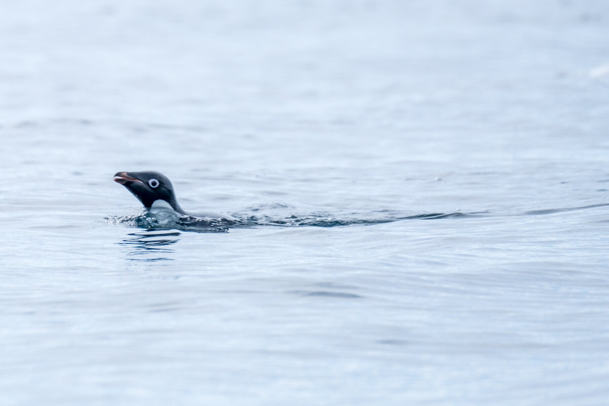 Adélie Penguin